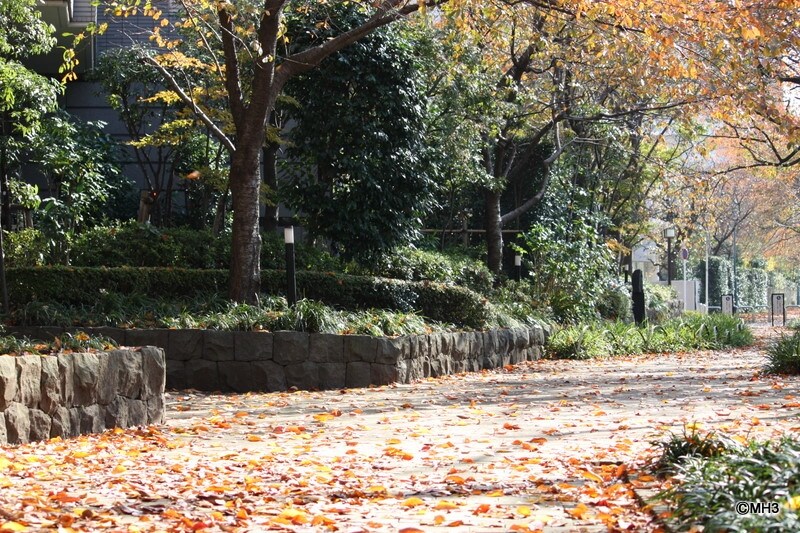 桜の木の落ち葉が舞う遊歩道