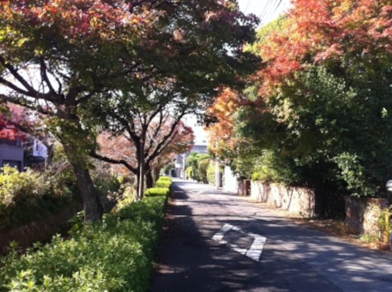 松ヶ崎戸建て街、緑が多い