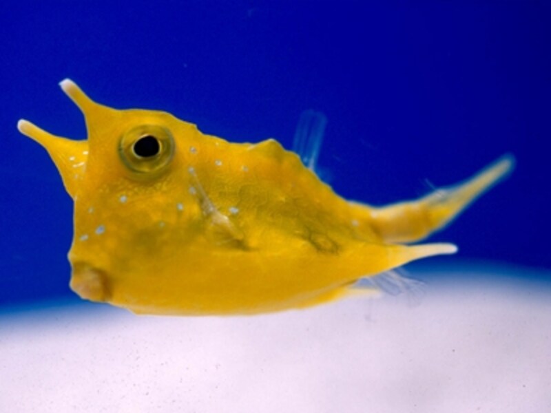 しながわ水族館