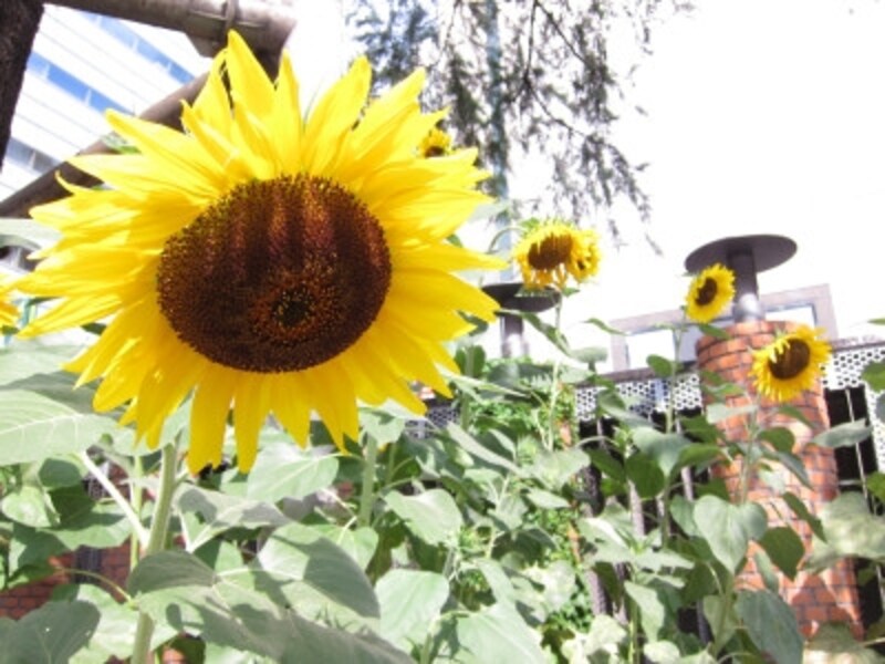 PowerShotS95実写画像02