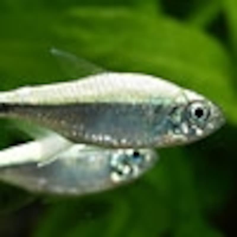 ゴールデンテトラ