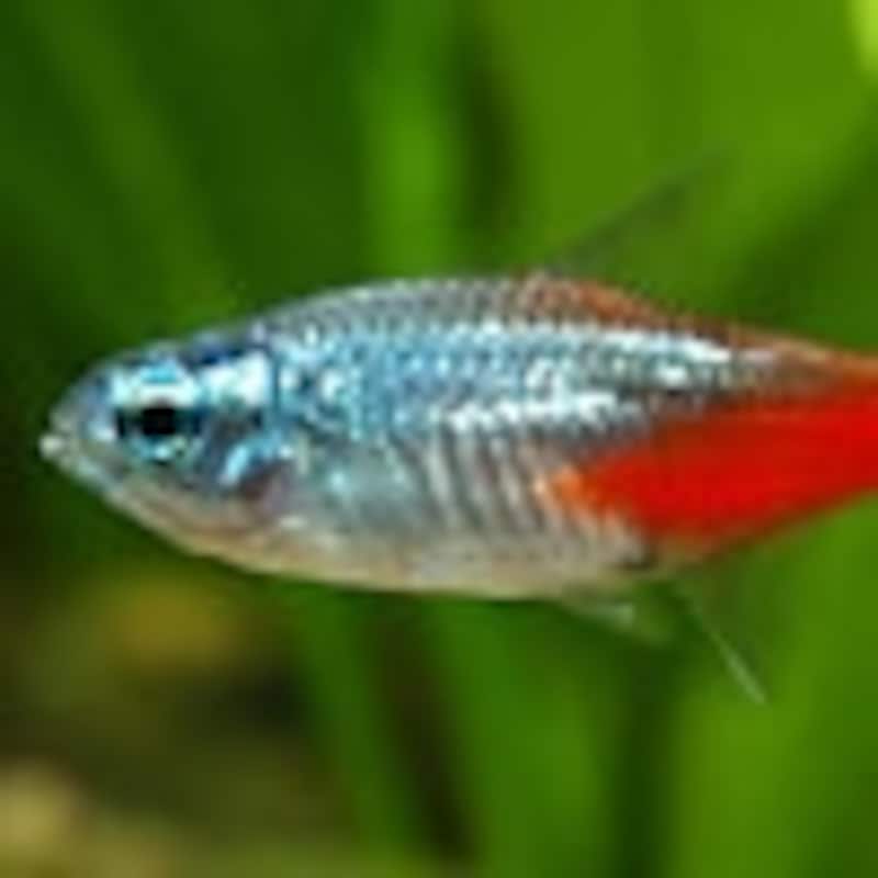 ダイヤモンドネオンテトラ