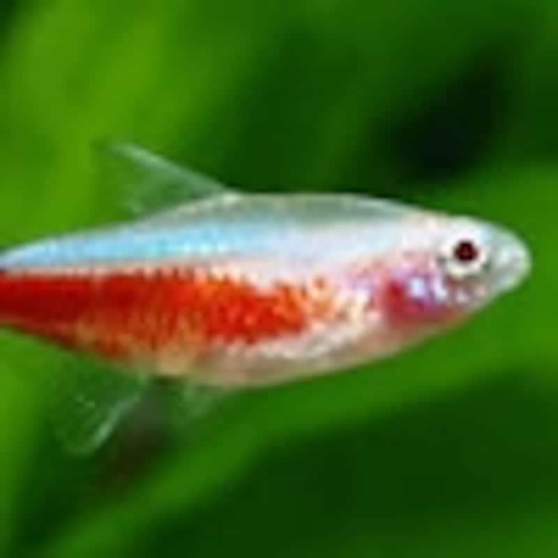 アルビノカージナルテトラ