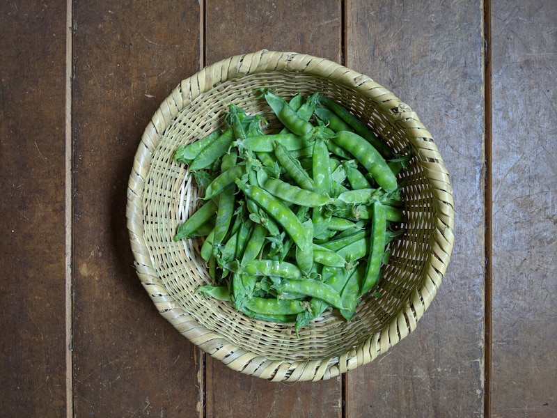 えんどう豆の栽培……種まきの時期・植え方ポイント