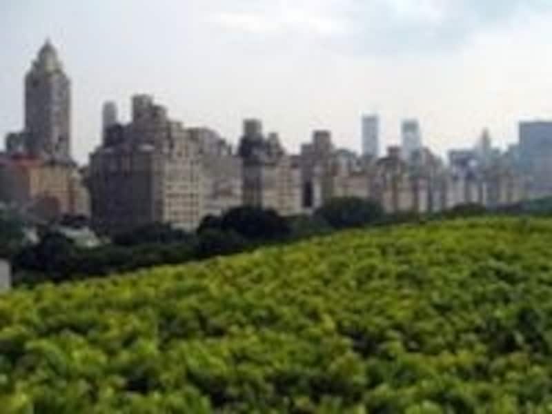 公園の緑と建築物を眺めながらコーヒーを