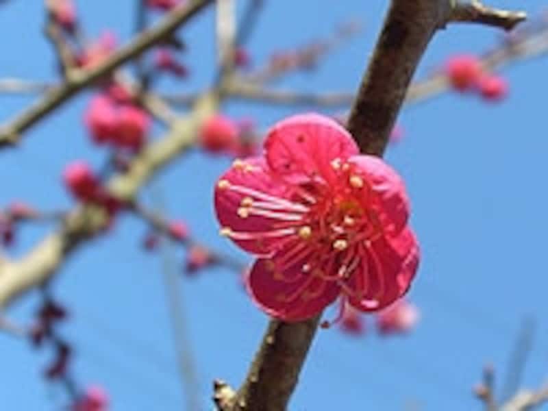 ウメの花
