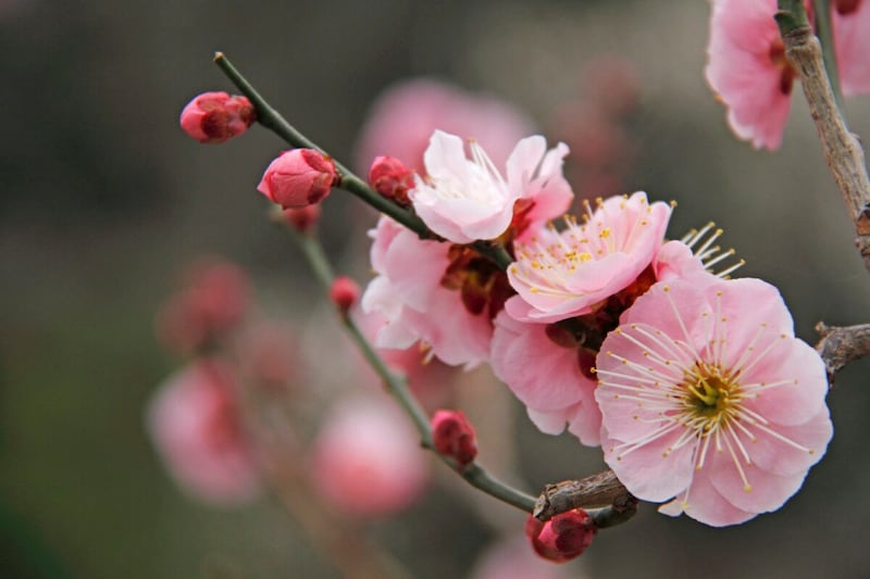 梅の庭木の植え方・育て方…梅の香りを自宅で楽しむ