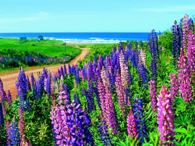 ルピナスが咲き始める6月下旬になると、いよいよ夏本番！(C) Tourisim Prince Edward Island