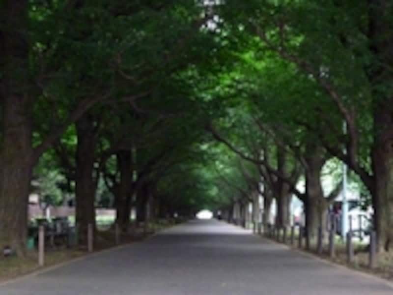 外苑といえば銀杏並木。四季折々の表情が美しい。夏は涼しげな緑のトンネルに