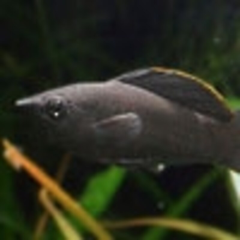 ブラックモーリー