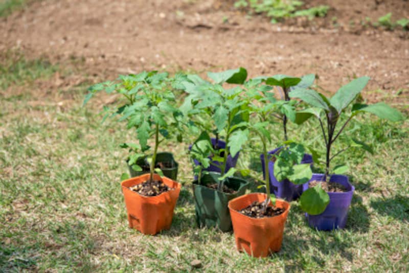 家庭菜園の農薬の種類と使い方