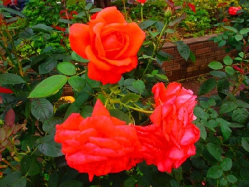 XZ-1 実写画像14