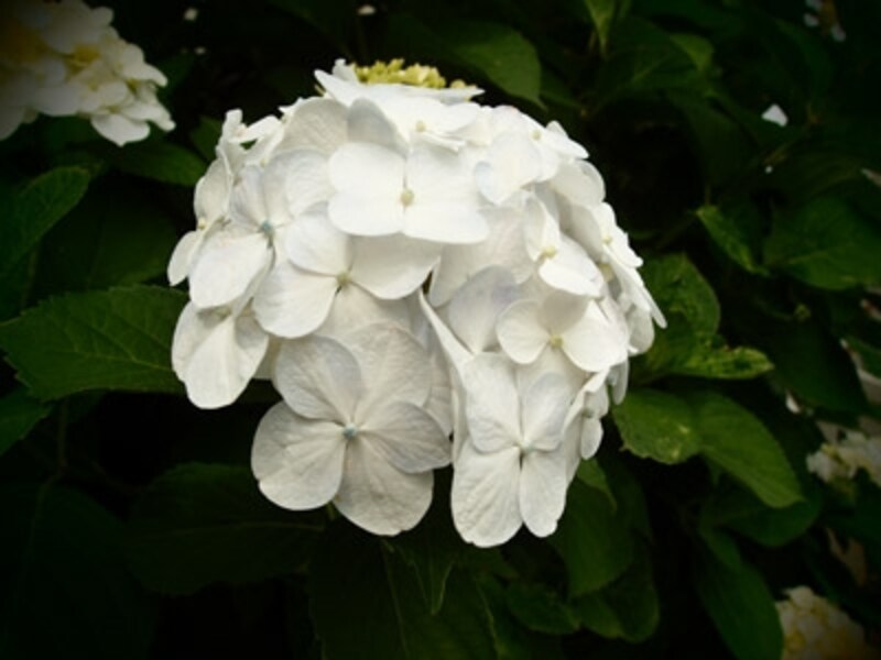 XZ-1 実写画像16