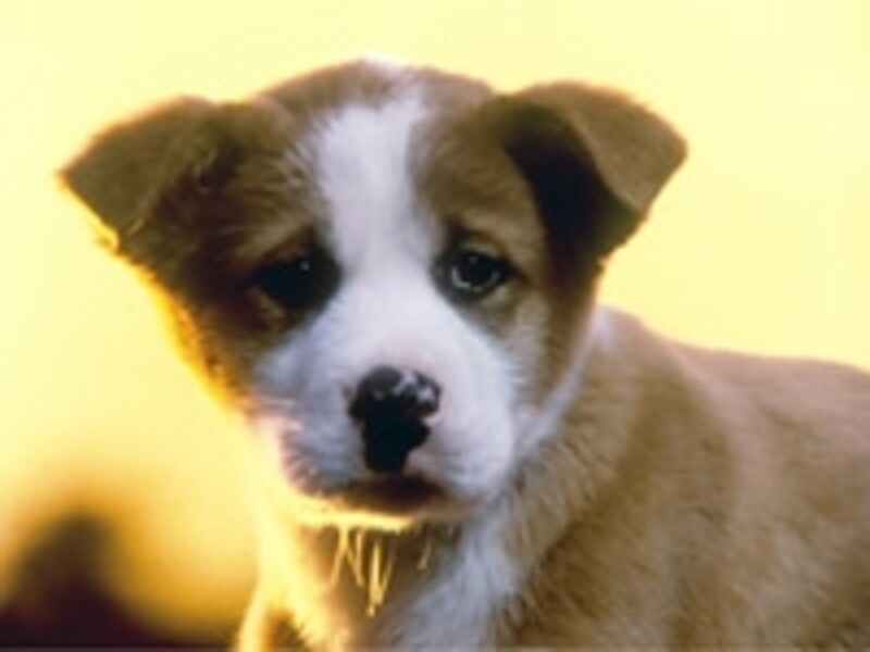 1981年トリスCM「雨と犬」篇