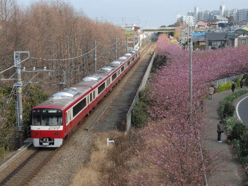 三浦海岸の河津桜並木と電車