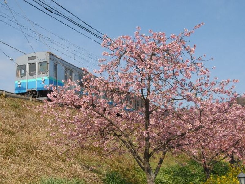 伊豆急普通電車