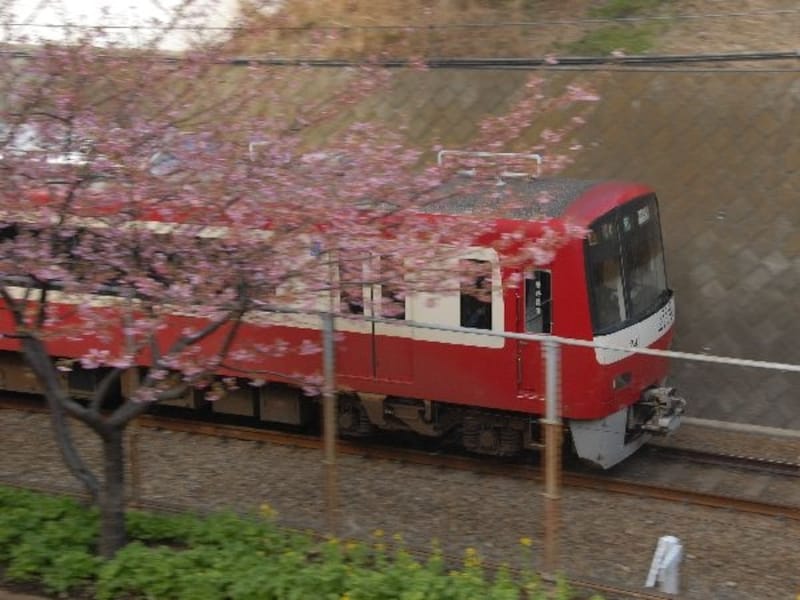 桜並木脇の電車