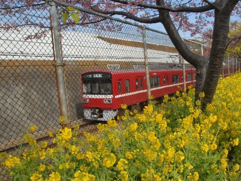 赤い電車と菜の花
