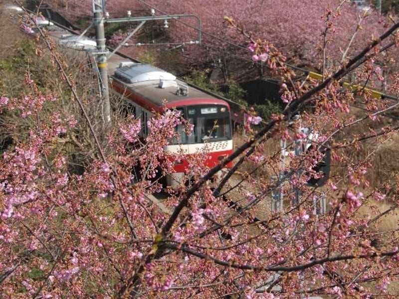 桜と電車