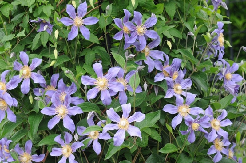 ヴァンジ彫刻庭園美術館