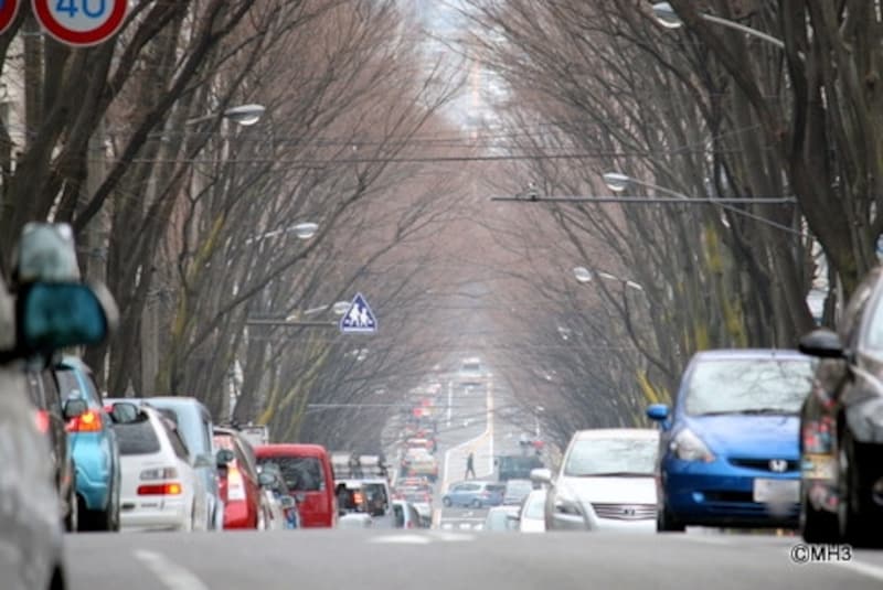 「たまプラーザ」のケヤキ並木
