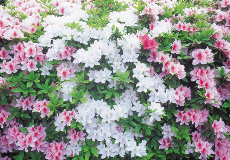ツツジなど花の咲く木は、花後に刈り込みを