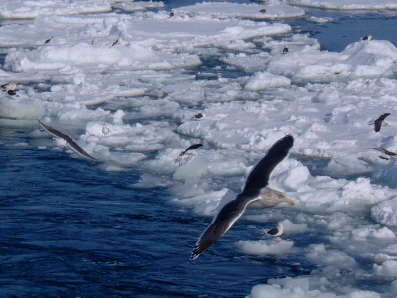 流氷観光砕氷船「おーろら」から見られる鳥（1）