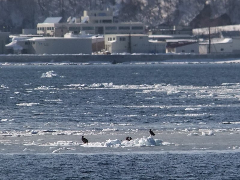 流氷観光砕氷船「おーろら」から見られる鳥（2）
