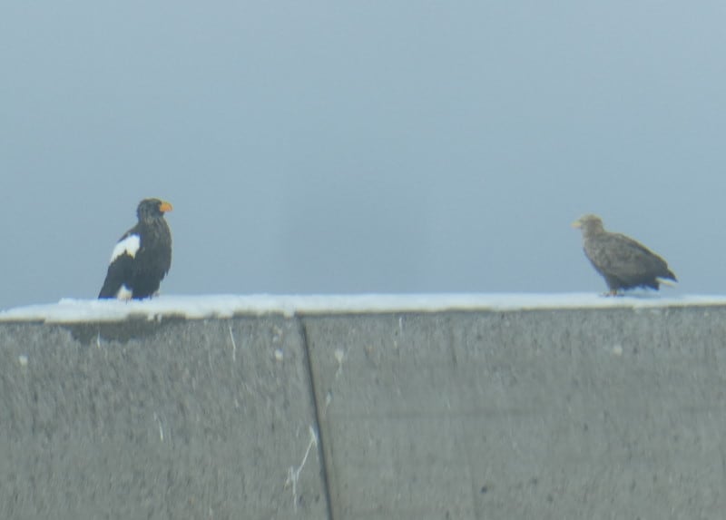 流氷観光砕氷船「おーろら」から見られる鳥（3）