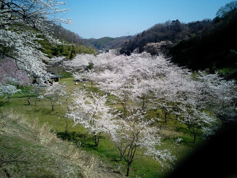 四〇〇年の森の桜