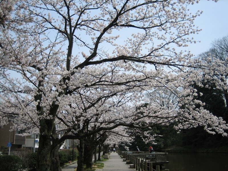 大手堀の桜