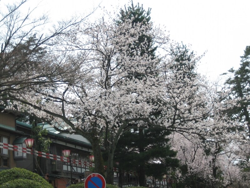 兼六園の茶店沿いの桜