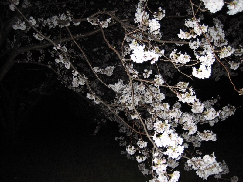 兼六園の夜桜