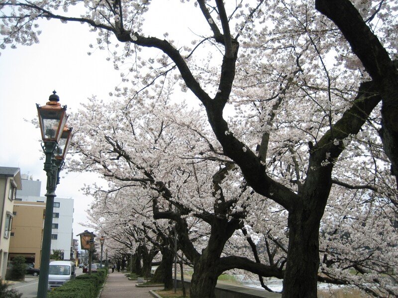 犀星のみち沿いの桜
