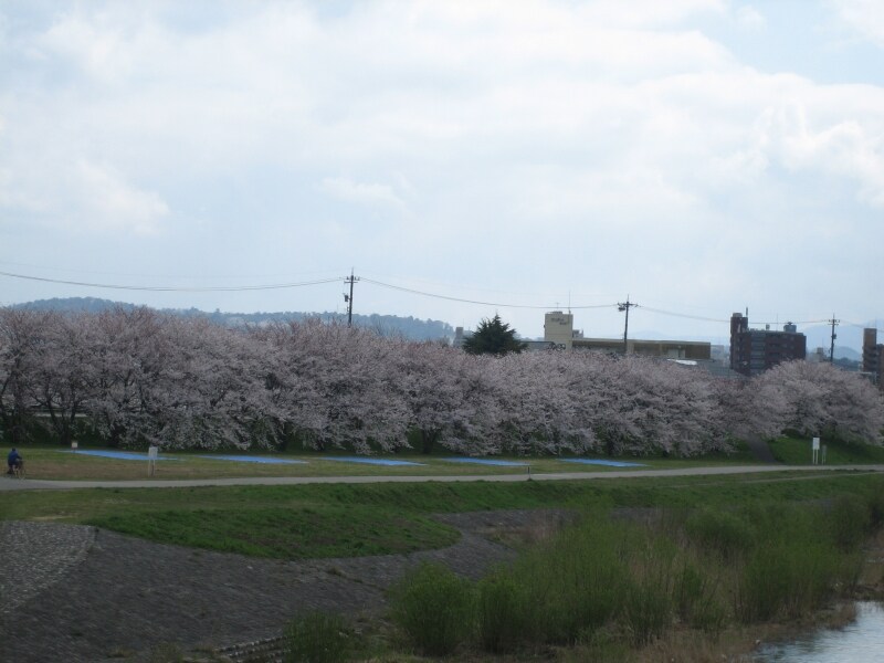 JRの鉄橋近くにある桜並木