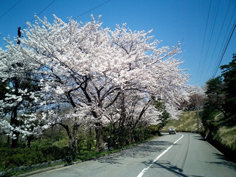 道路沿いの桜