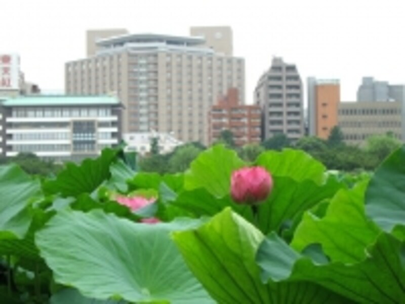 上野公園の蓮
