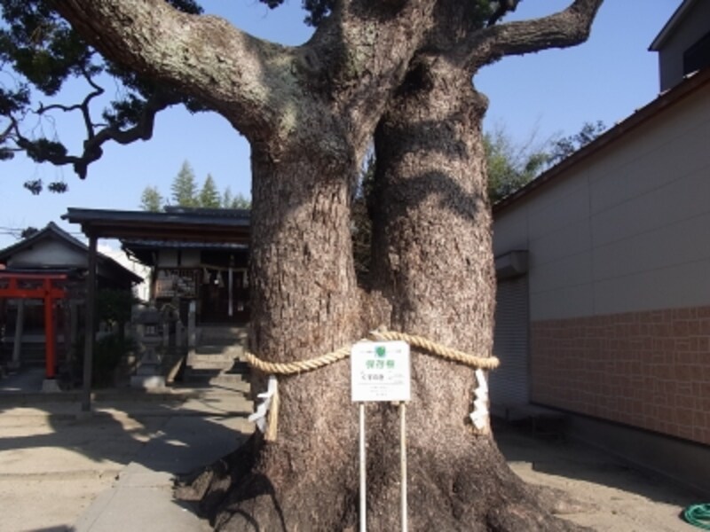 鶴見区内、くすのき