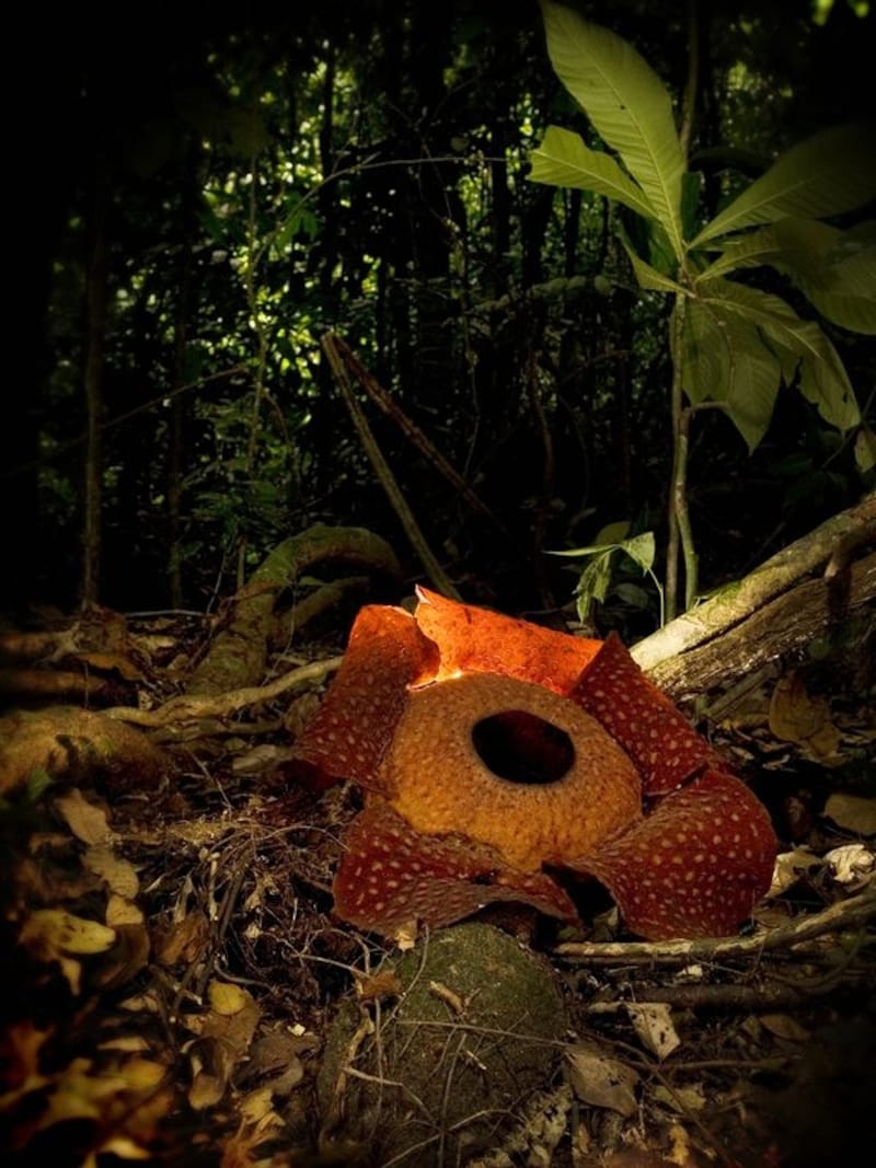 マレーシアのクチン