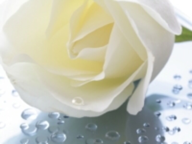 White Rose