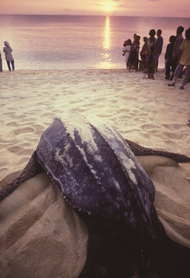 ボルネオ島