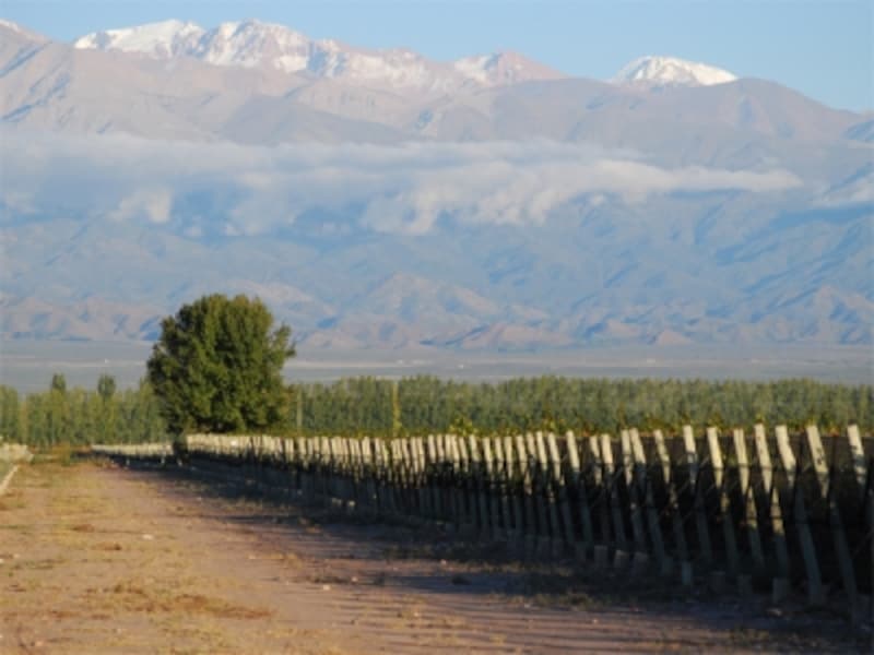 アンデス山脈のふもとには、数多くのワイナリーが存在する