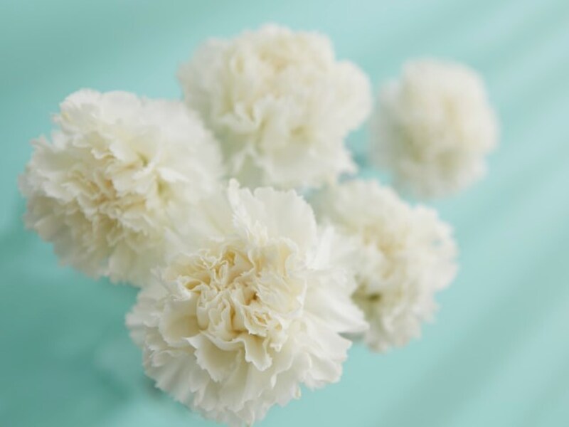 母の日のプレゼントに白いカーネーション