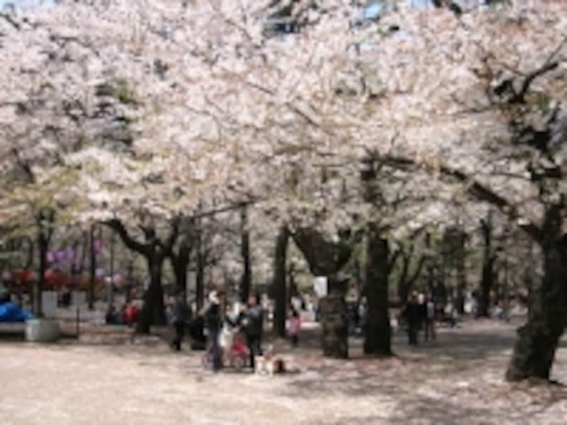 大宮公園の桜