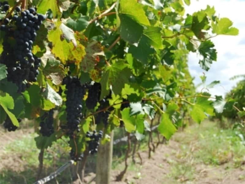 アルゼンチンのワイナリー