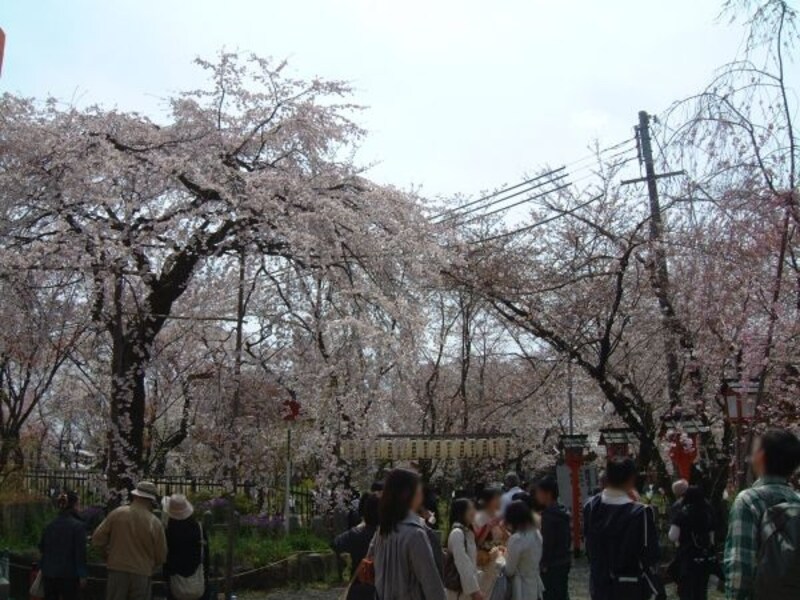 平野神社の桜(2)