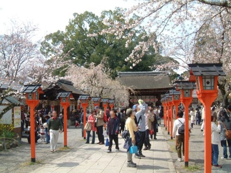 平野神社の桜(3)