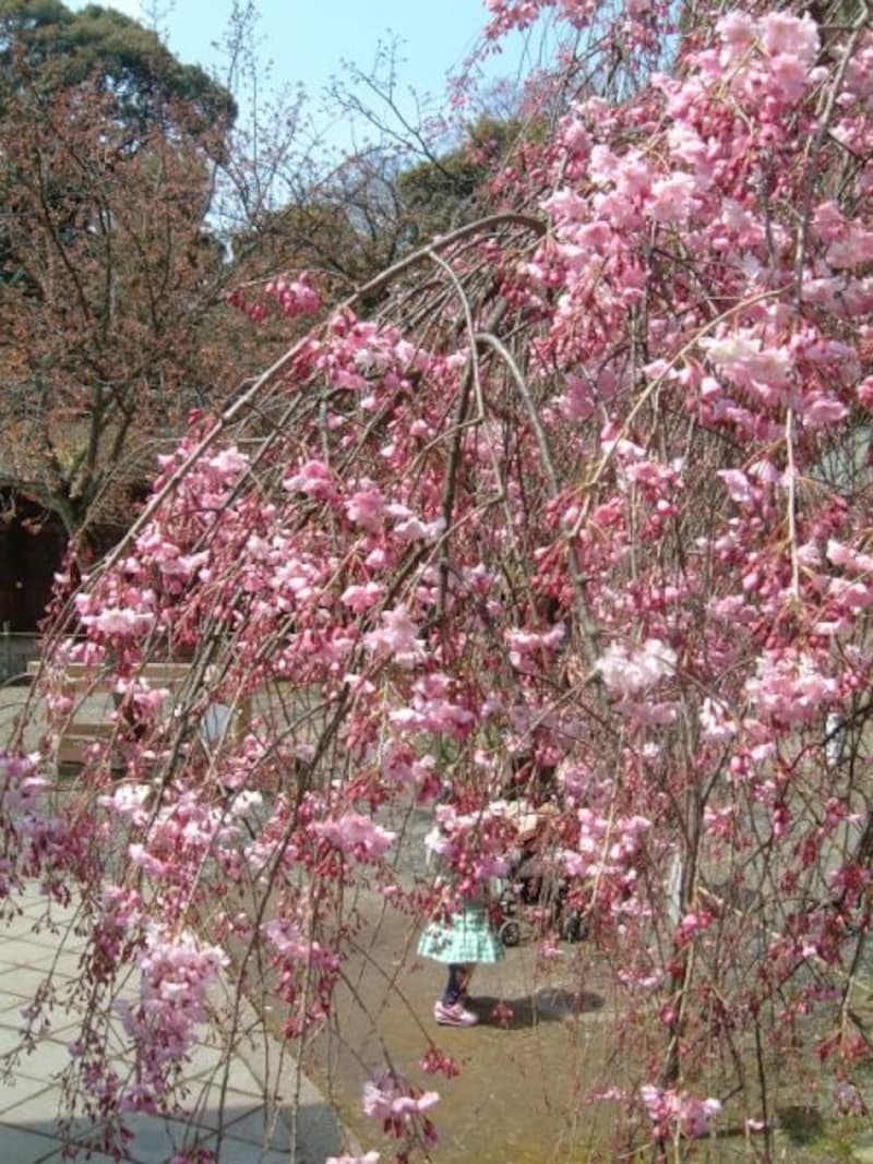 平野神社の桜(4)