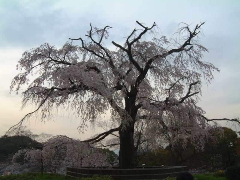 円山公園のしだれ桜