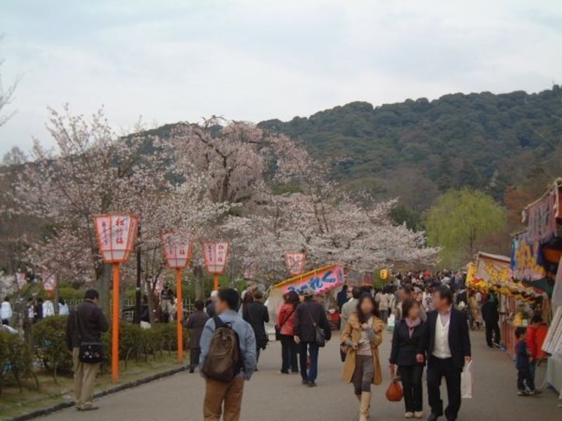 円山公園の桜